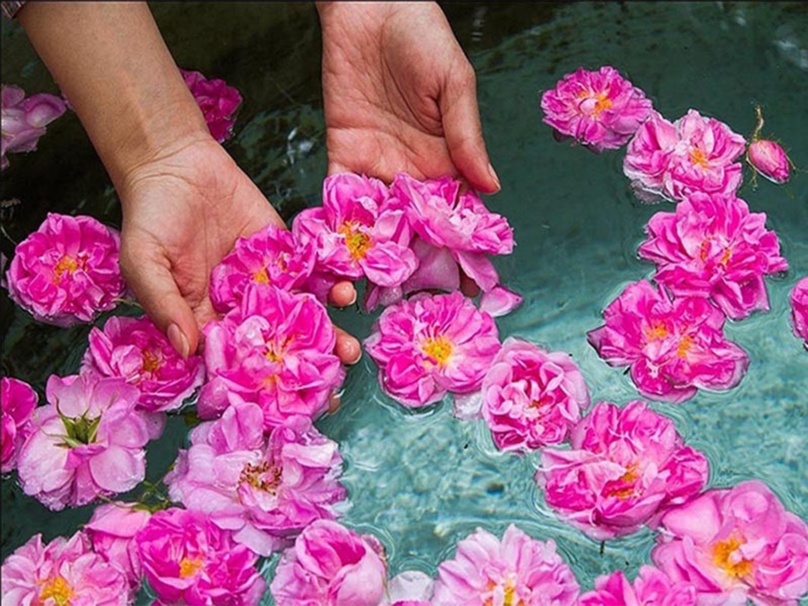 تفاوت گلاب‌گیری در کاشان و نیاسر؛ تجربه‌ای ناب با آرمه‌سیر آریا